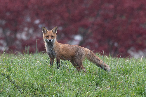 Animals Of Sligo Creek - Friends Of Sligo Creek